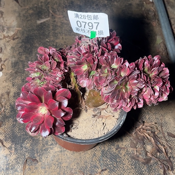 寻***方0797美杜莎缀多肉植物