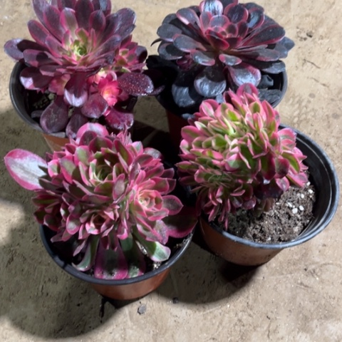 268多肉植物组合