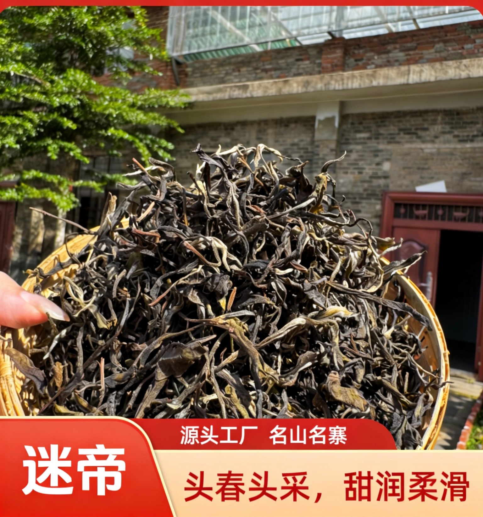 2025年迷帝古树头春头采普洱生茶 散茶