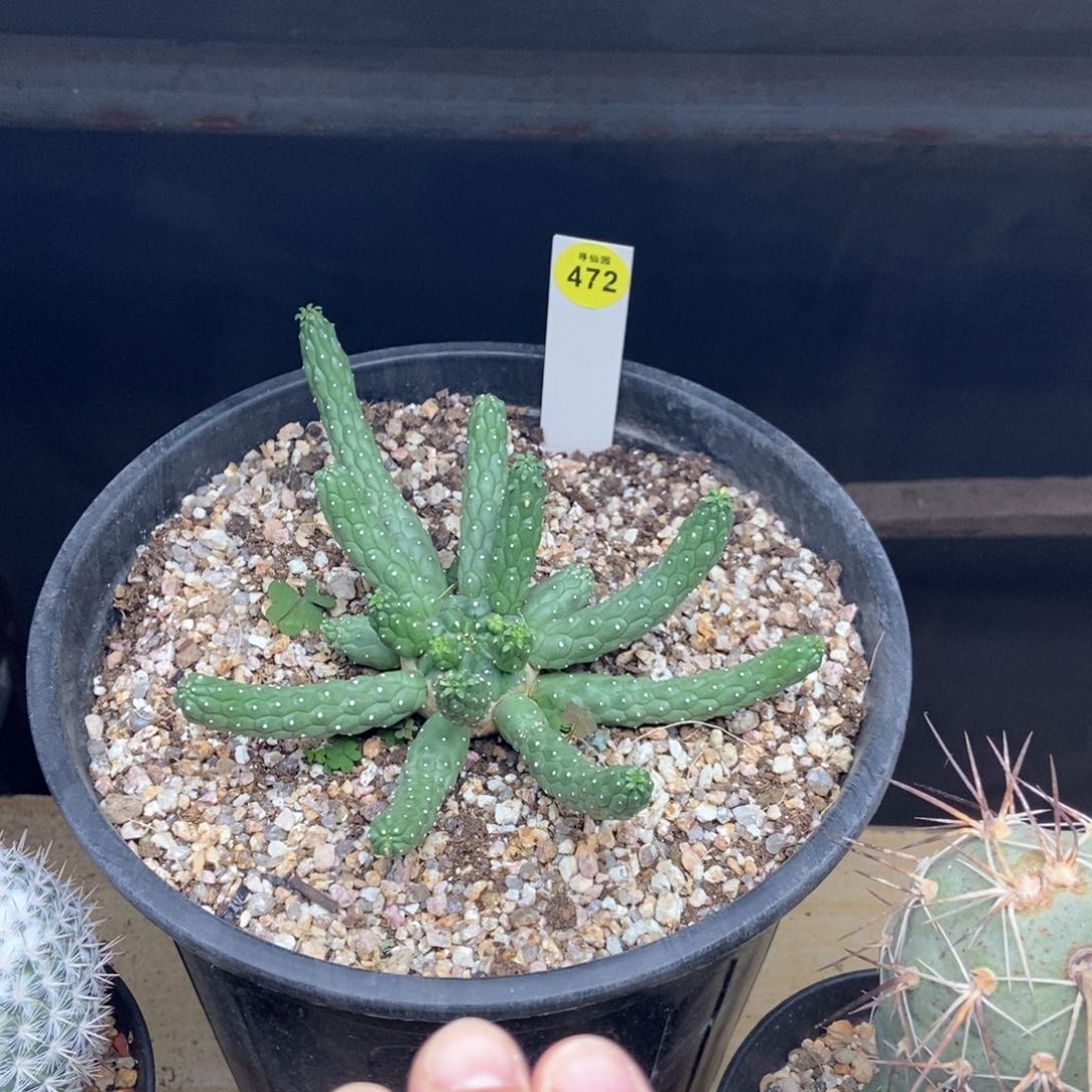 实生九头龙一颗仙人球