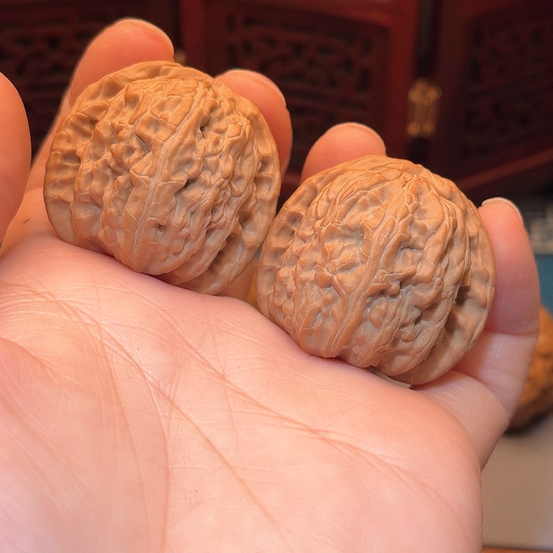 风**起36白狮子……精品