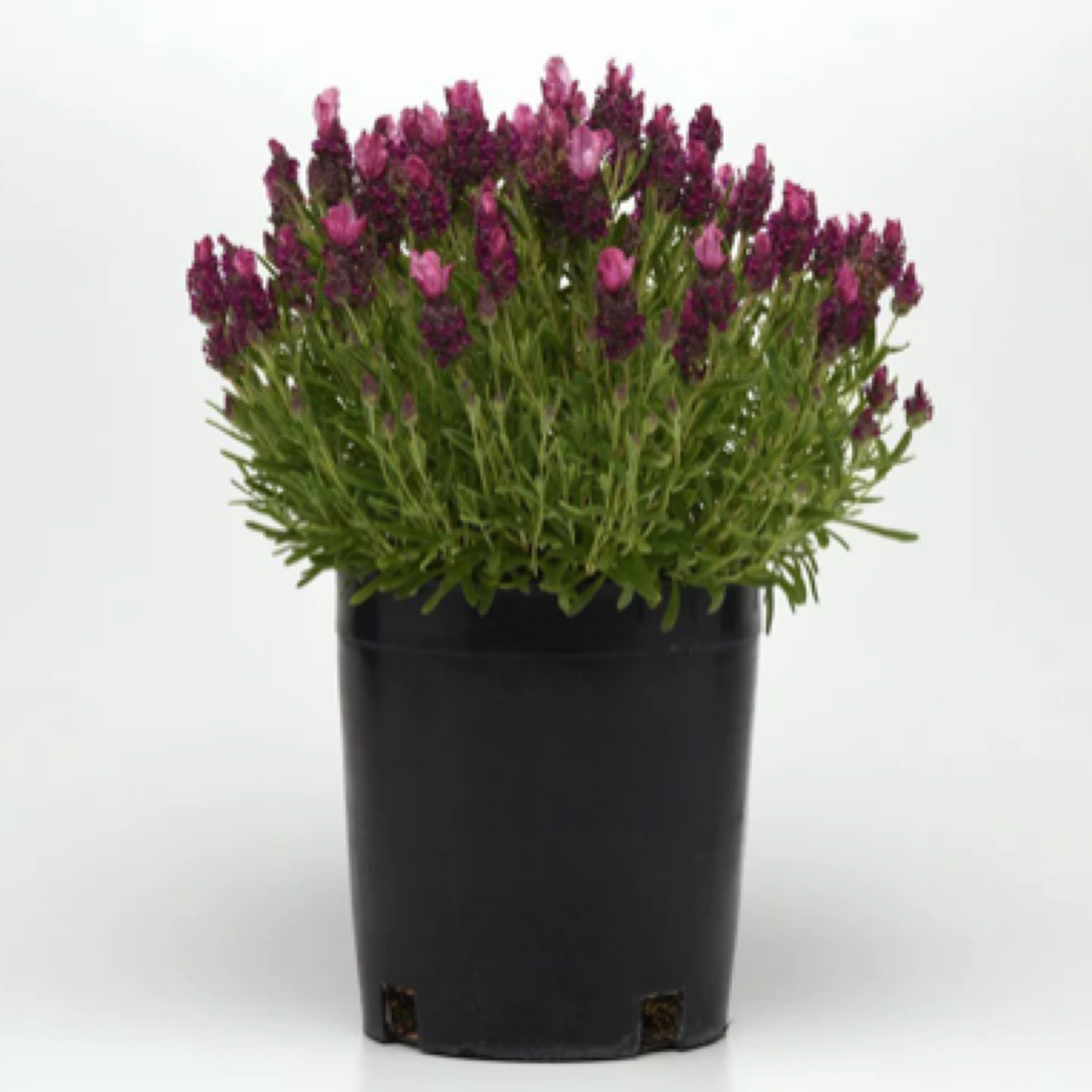 薰衣草盆栽 恬雅系列薰衣草 耐寒多年生草本植物庭院花卉花期长