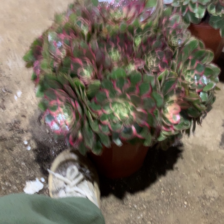 187莲花座多肉植物特价