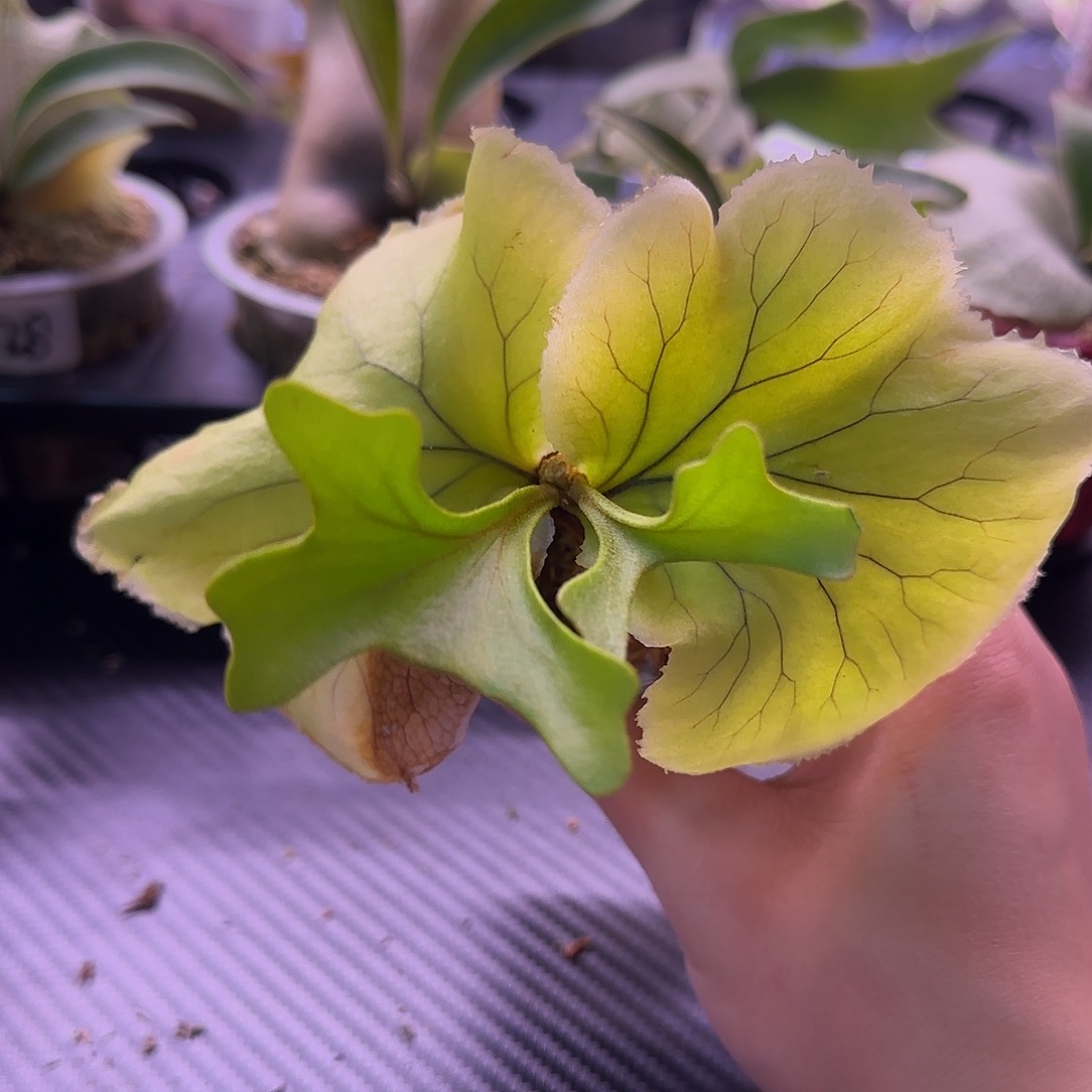 山采亚猴鹿角蕨孢子苗