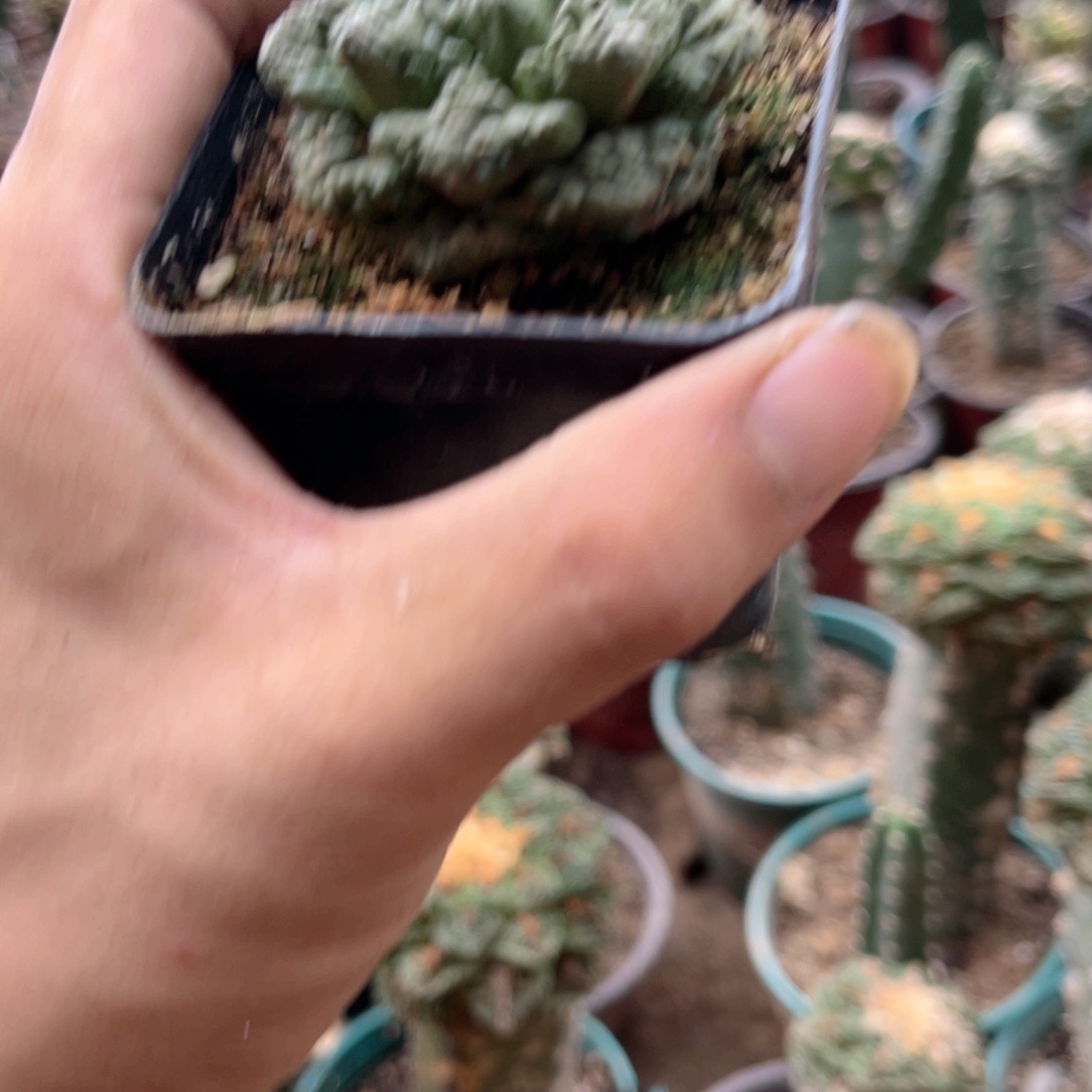 落地生根双头哥斯拉