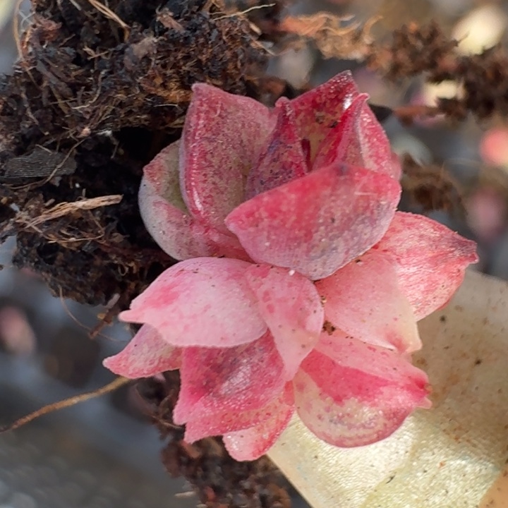 佛洛瑞安娜一物一拍212