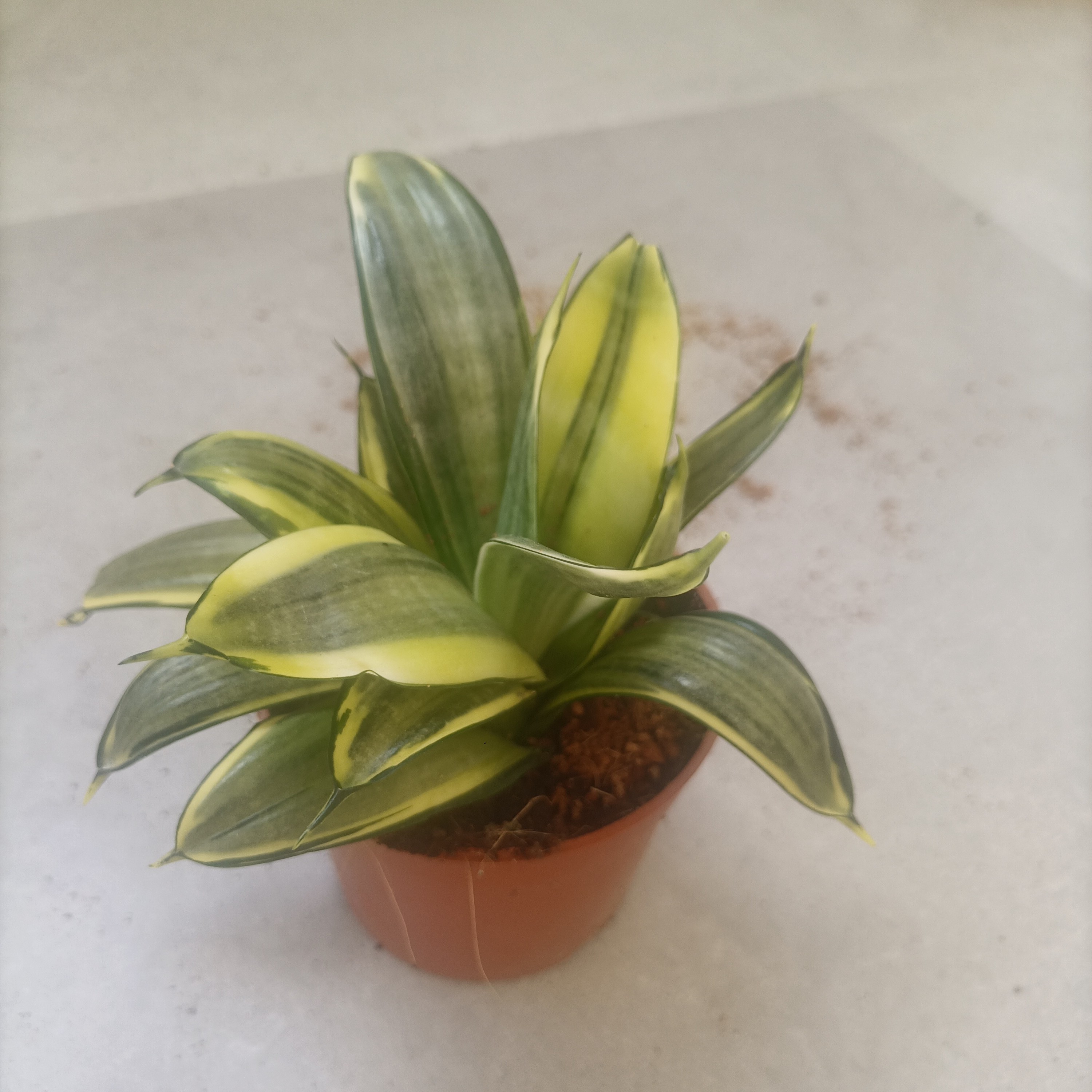 金边惠特尼虎皮兰室内花卉绿植盆栽新房吸甲醛防辐射