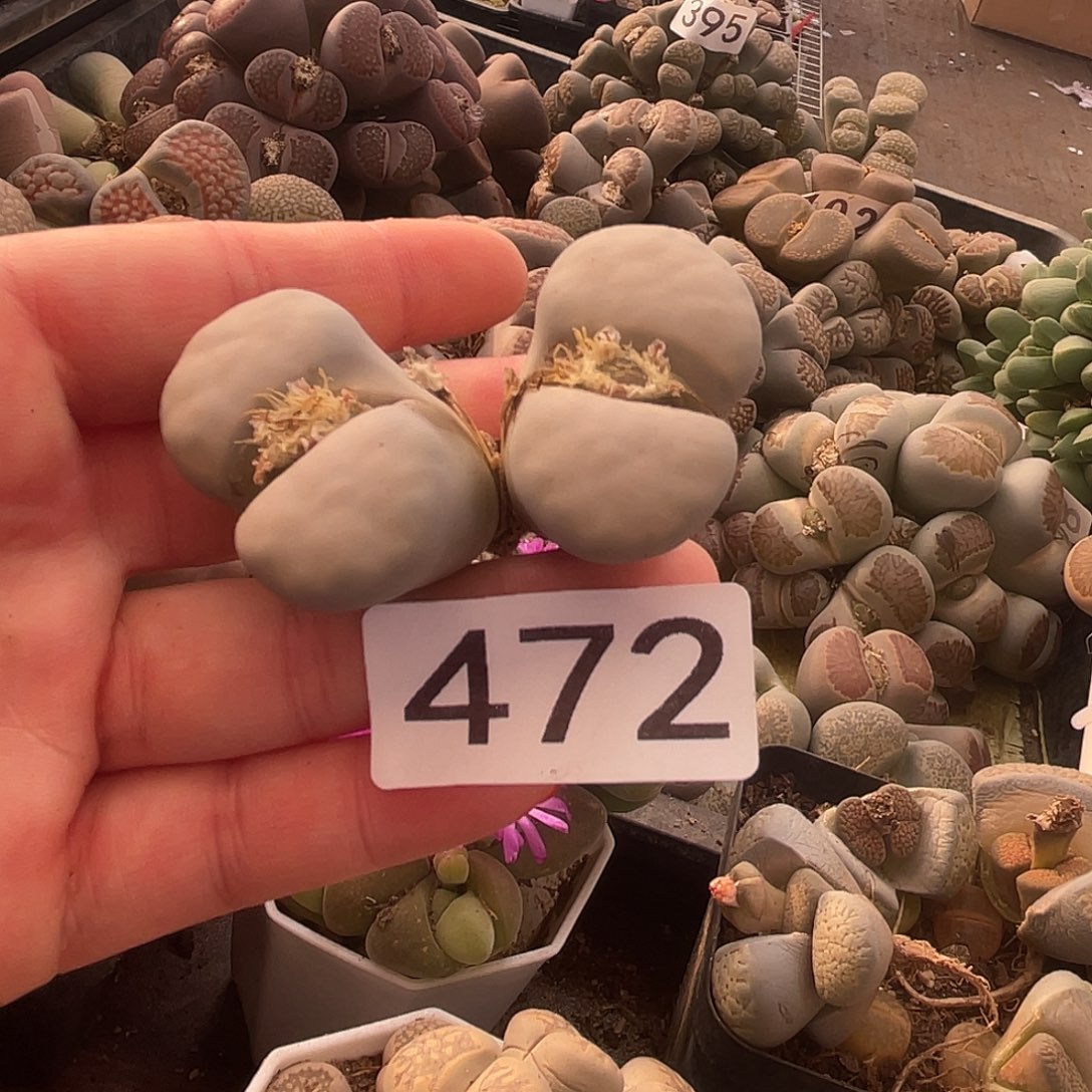 生石花一颗472000