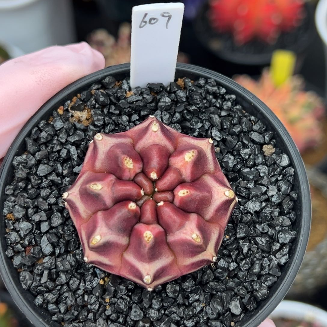 609实生梦想，带盆土发货