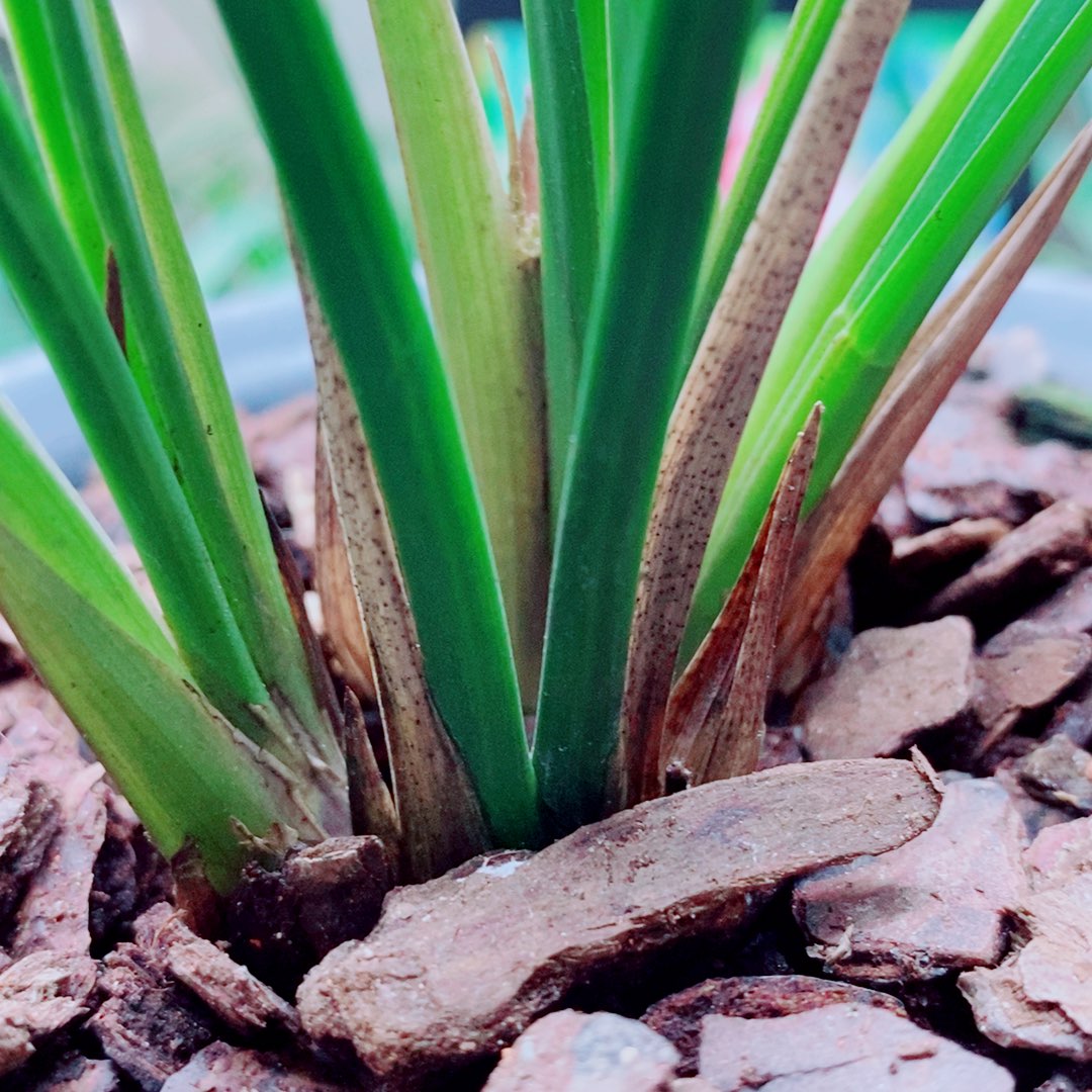 当前无花栽培后可以开花