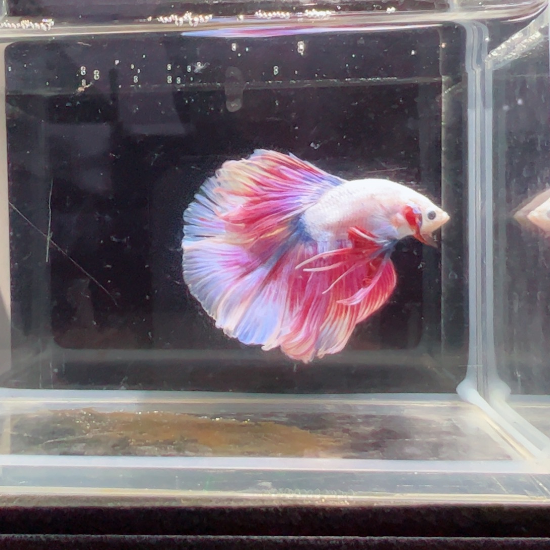 斗鱼浅色特殊尾hhhh