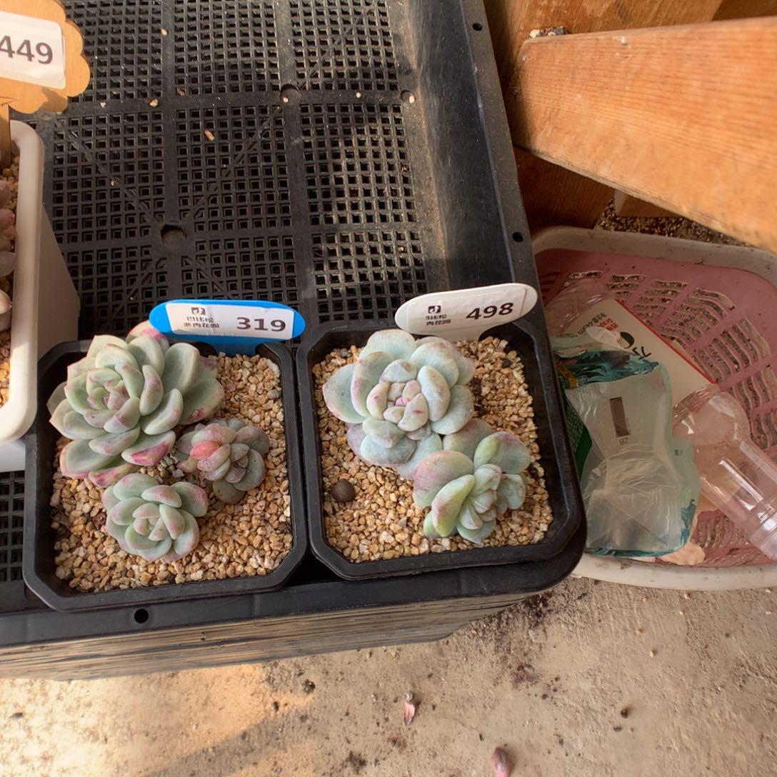 思***、319-498 冰玉石化补差拍了土的