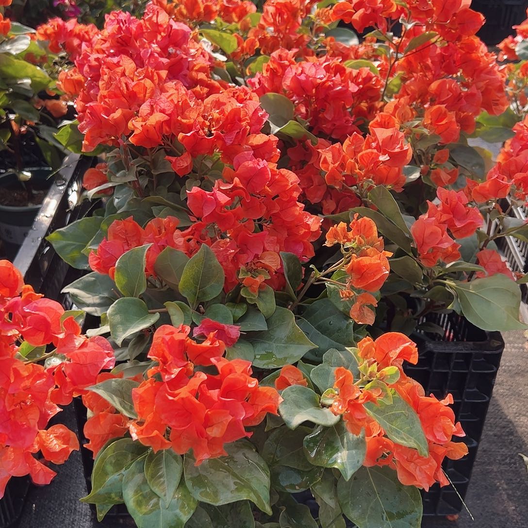 大部分花苞少量开放名扬橙掌中宝一棵