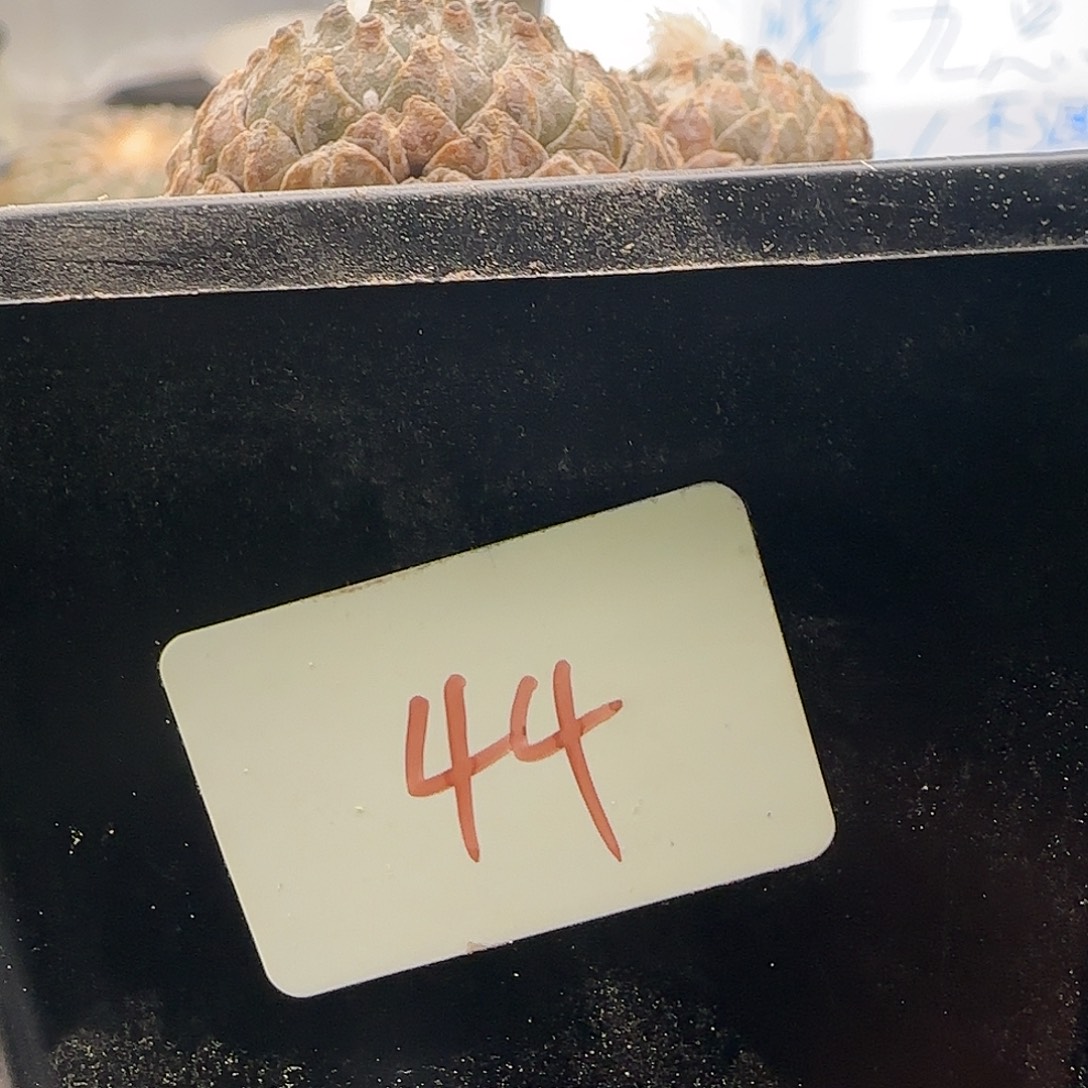 仙人球 11111111111