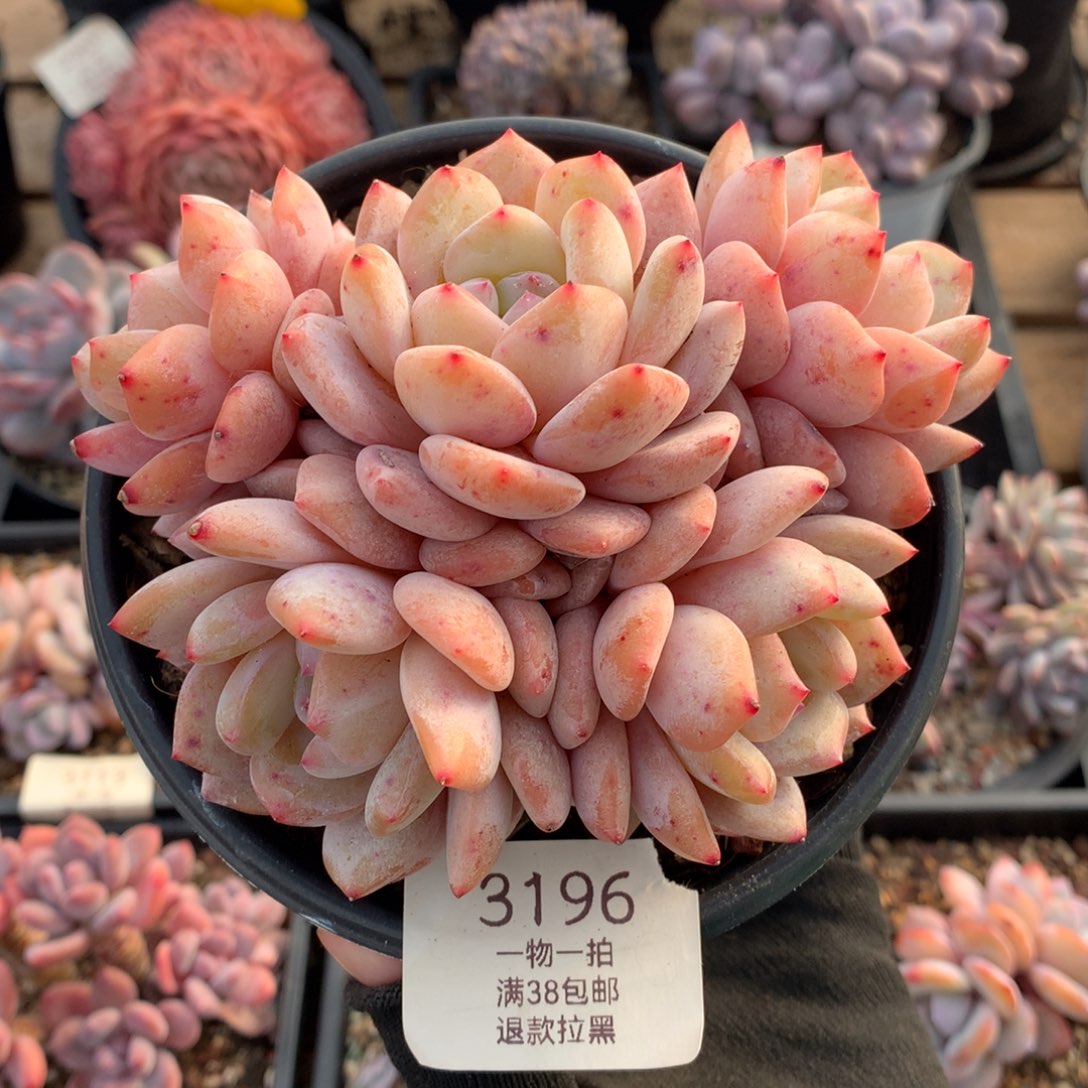 12.5厘米五头梦露3196