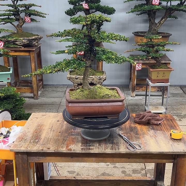 无花朵红芽这珍珠罗汉松