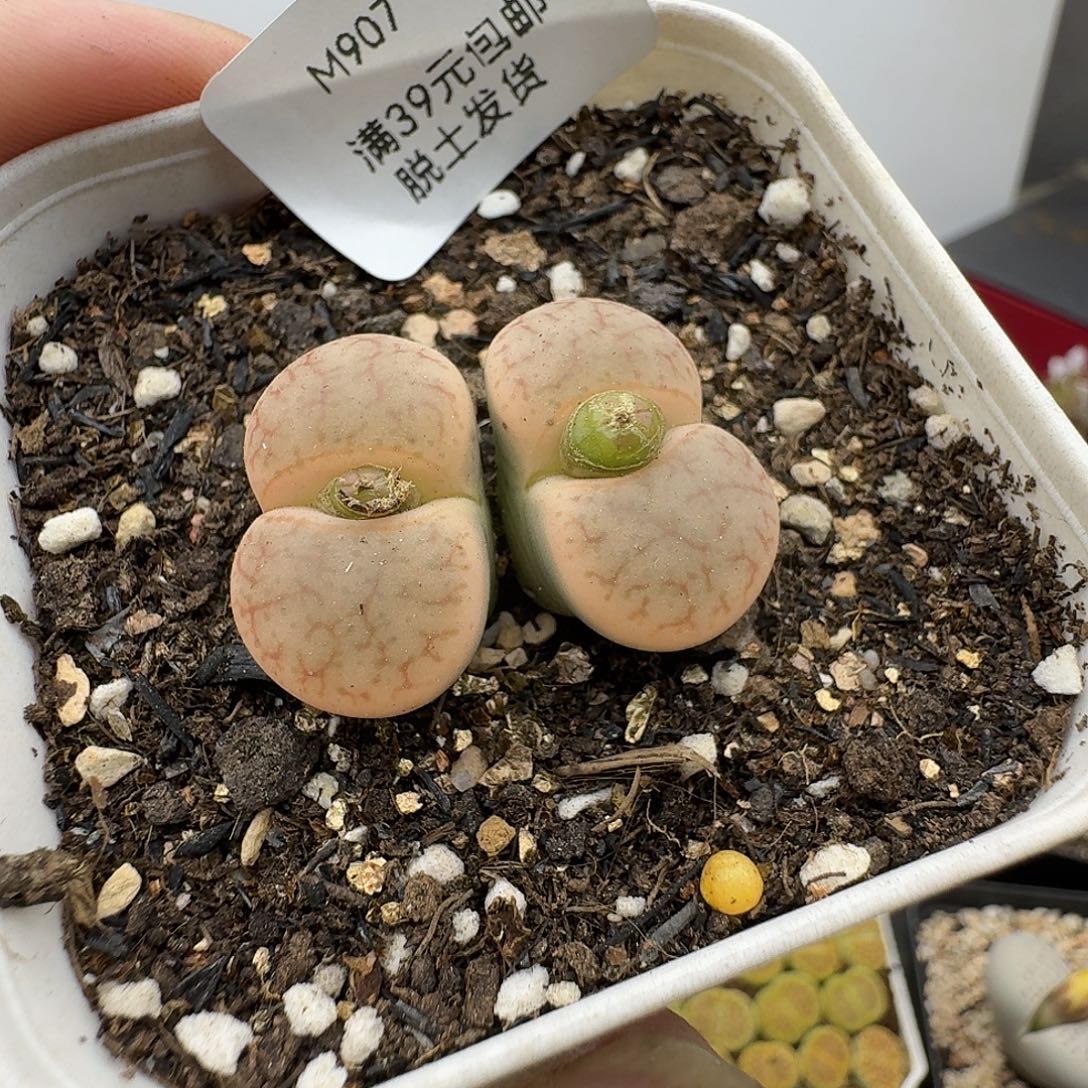 907多肉哈哈哈哈哈哈