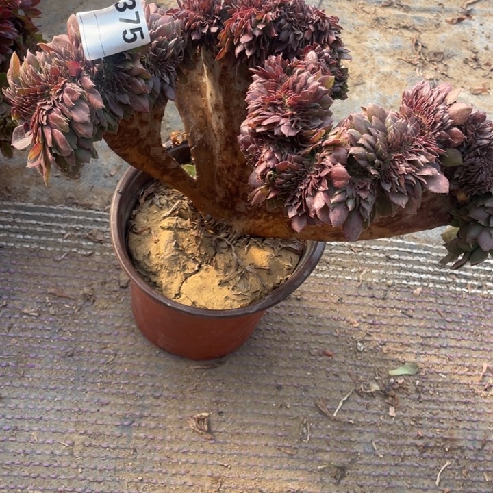 多肉红心沙拉碗缀化375