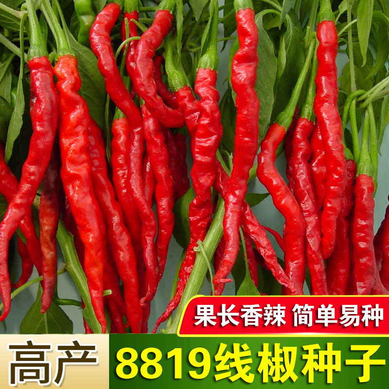 【任意拍满5包包邮】高产辣椒种子8819线椒果长香辣简单易种蔬菜籽