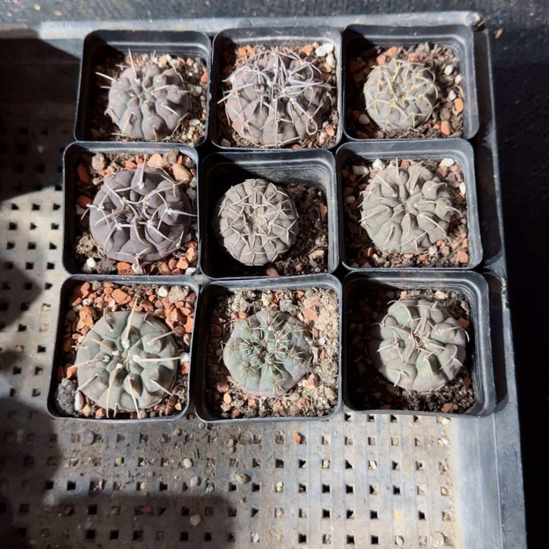 实生裸萼10颗多肉