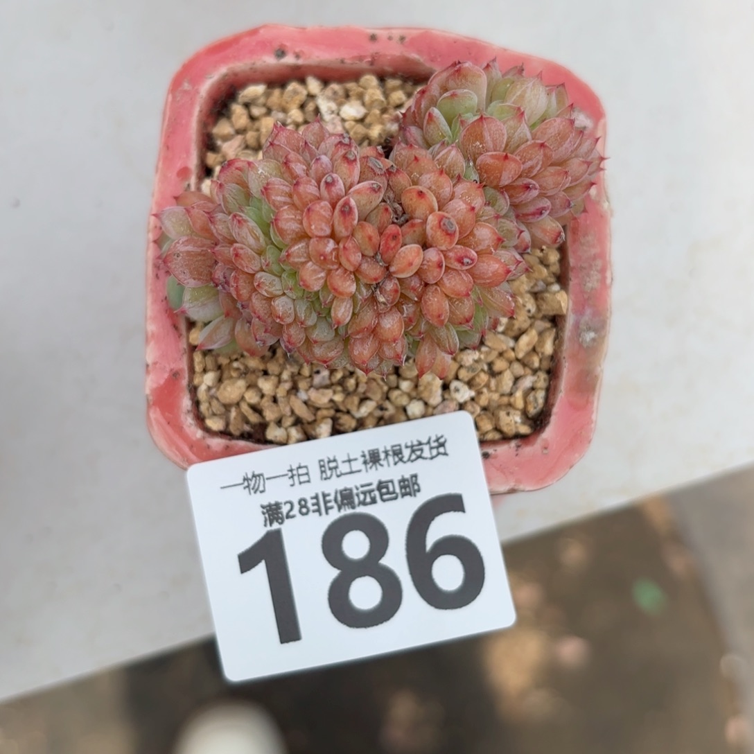 白胖子缀化无盆土发货