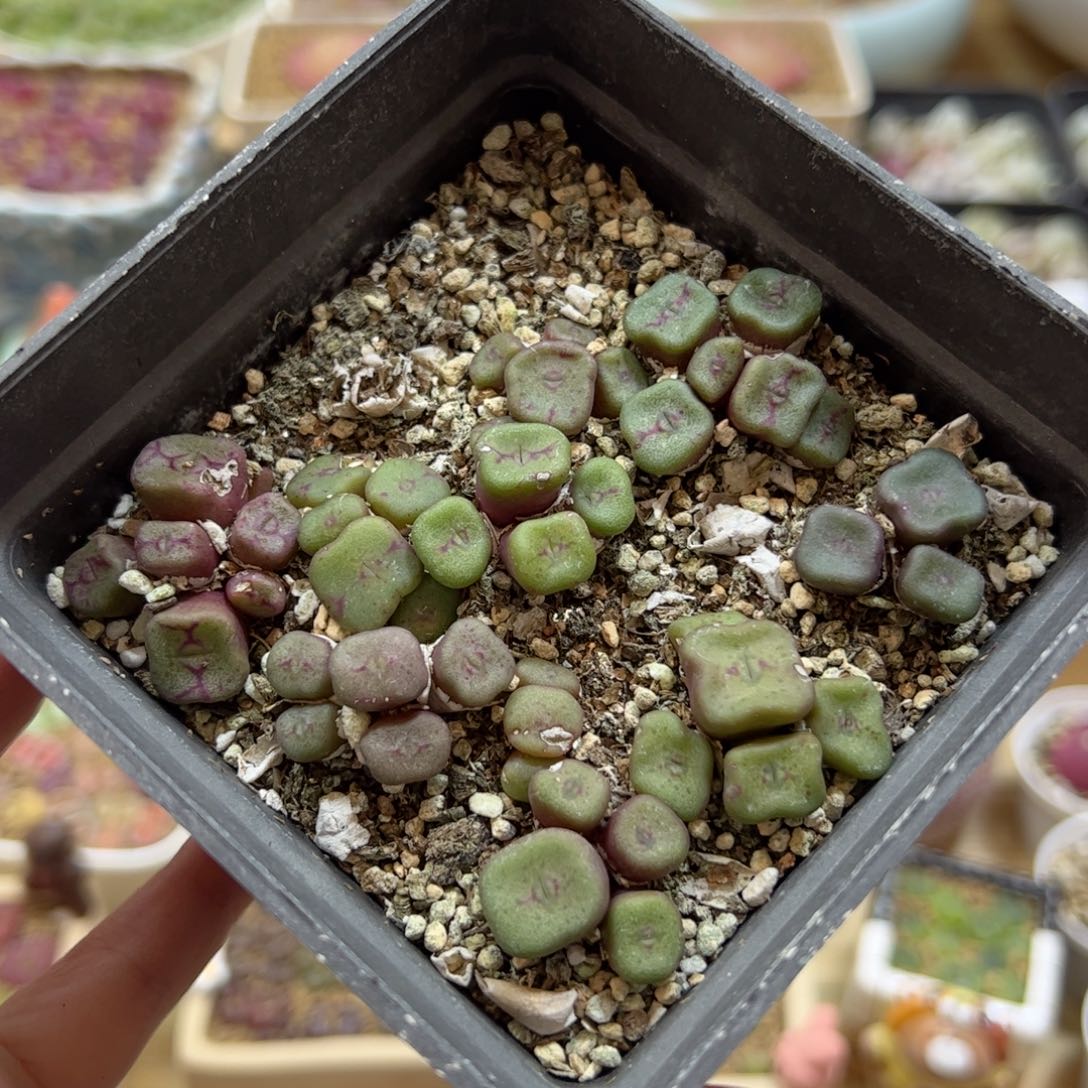 【闪购商品】234 方碗一盒