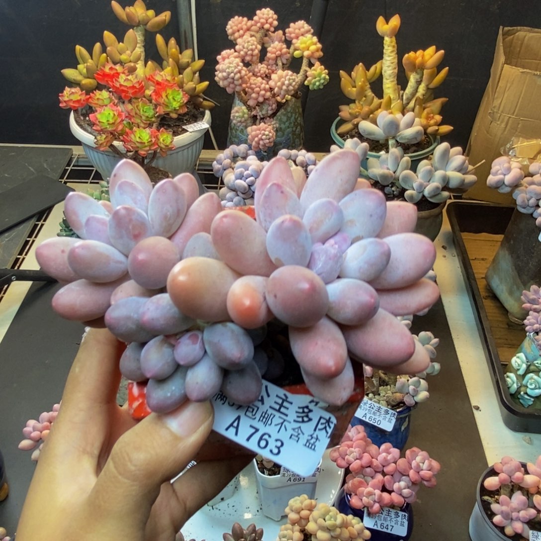 763丸叶汤圆多肉9c m