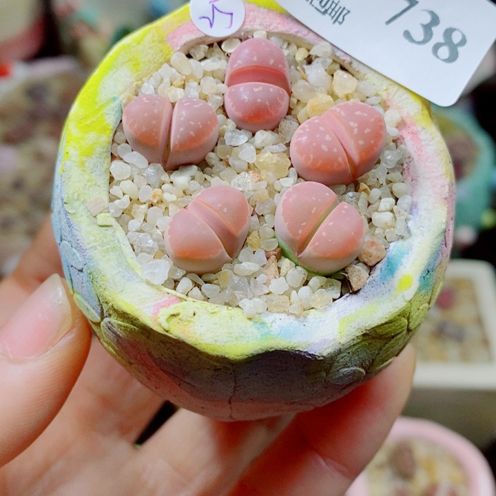 生石花花花花花花花花738