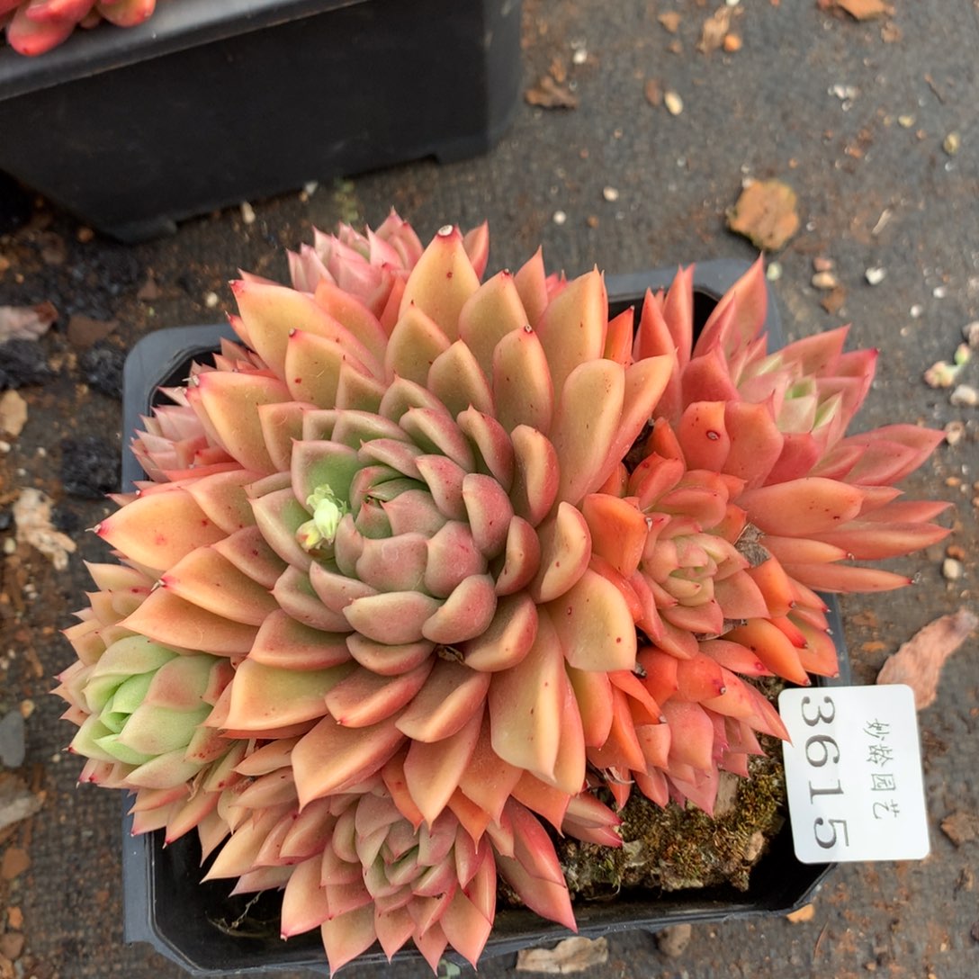 3615杂交精品基地15厘米