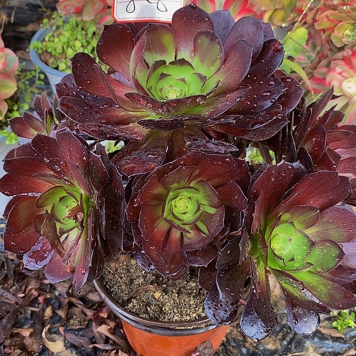 黑美人老桩捧花826号