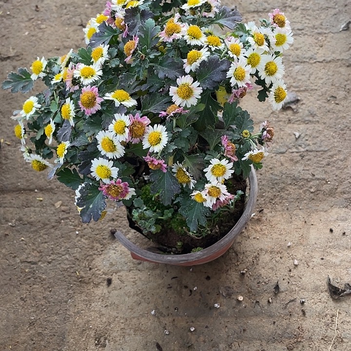 丰***园30菊花菊花计划经济