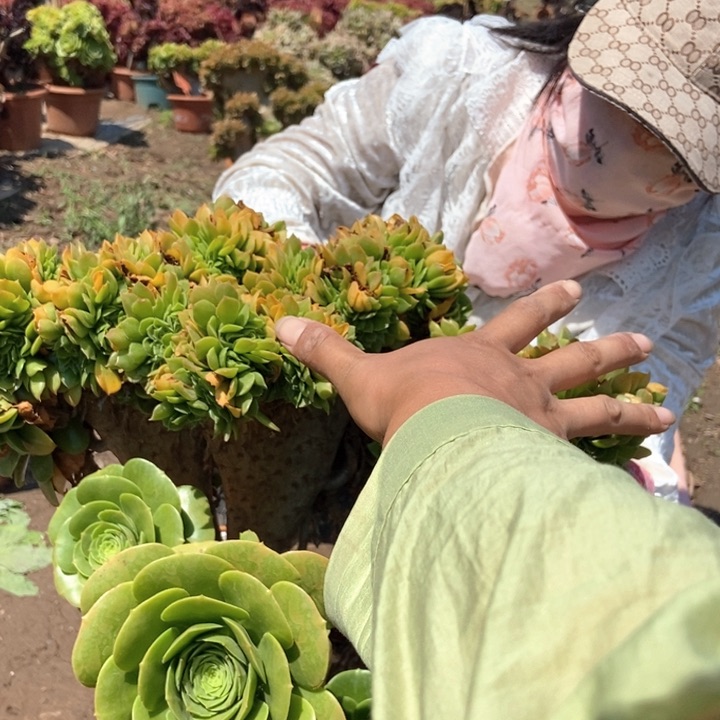 善*765绿羊绒老桩朵朵