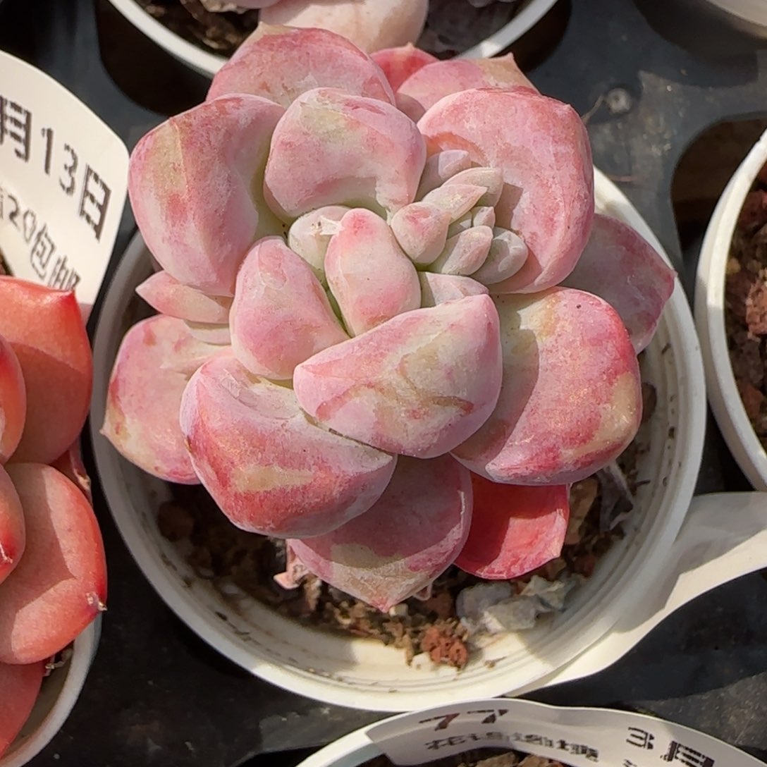 花语逸镜0313-79