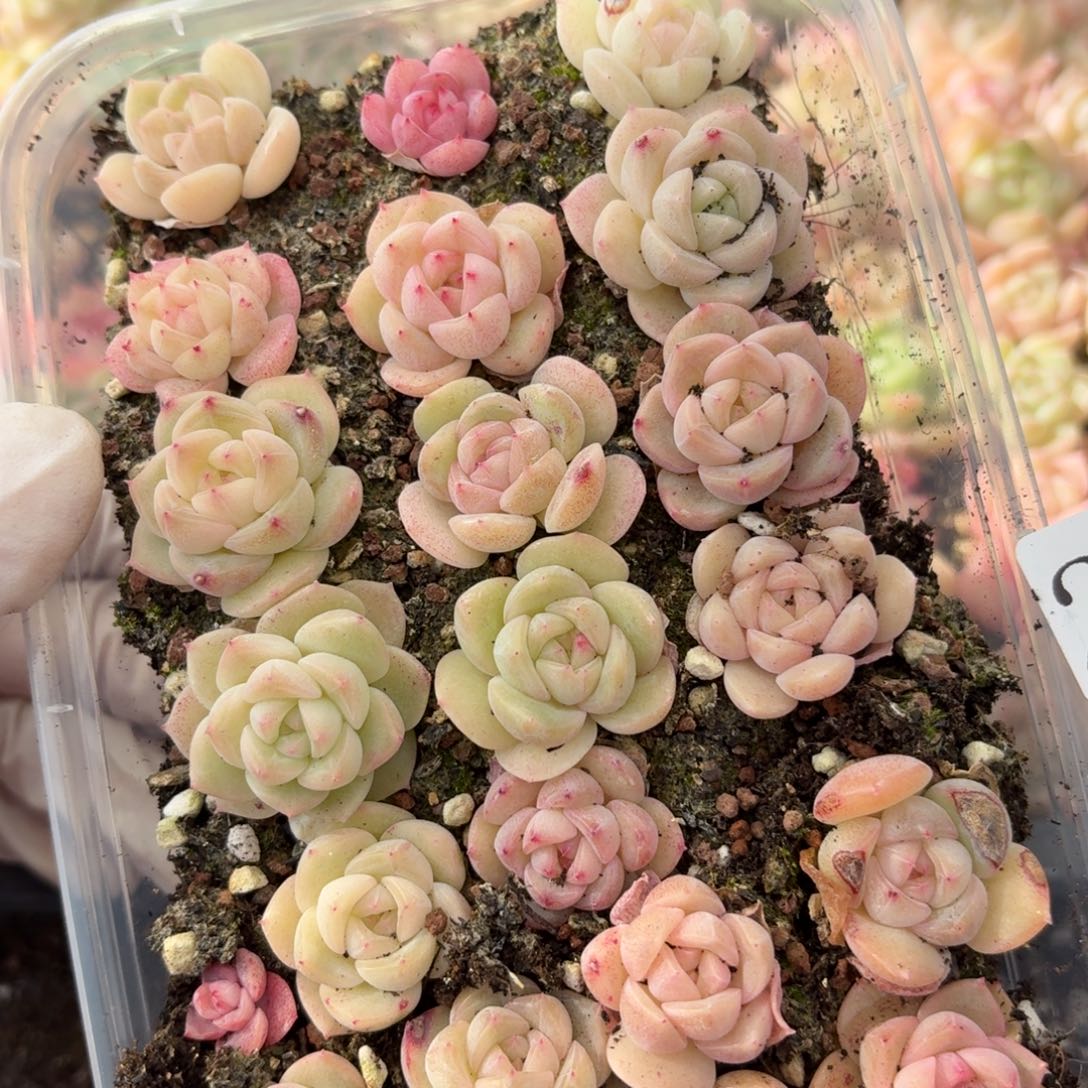 多肉植物多肉植物255