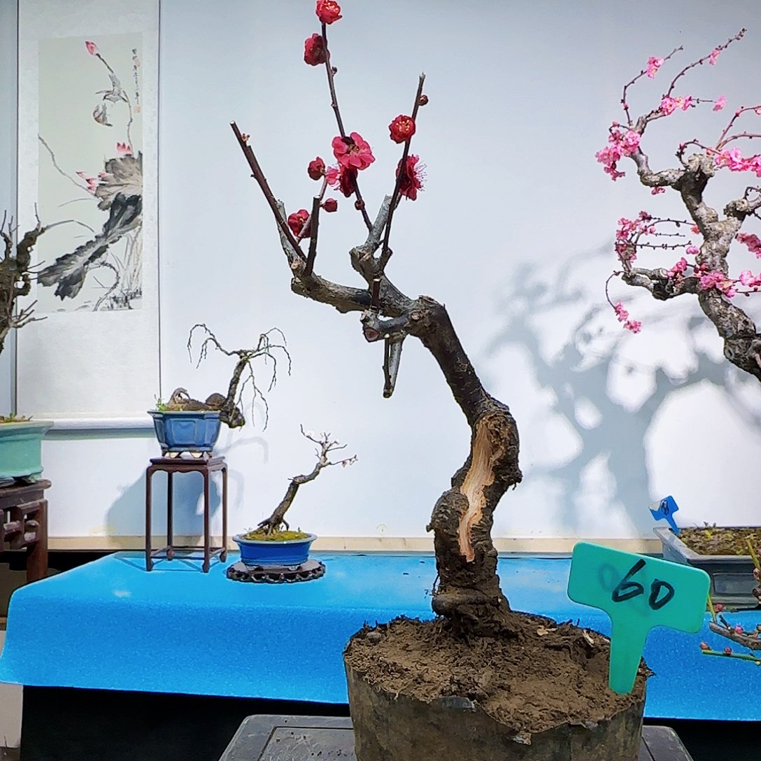 无铅玻璃恐*龙h j k k l l