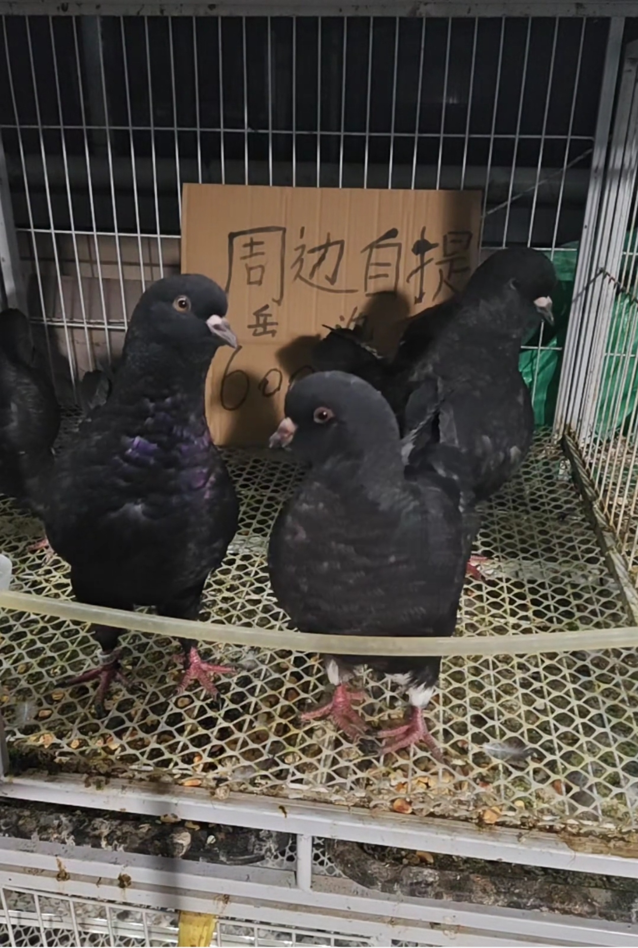 正宗大体圆环雪花鸽公斤鸽观赏鸽食用粮食喂养