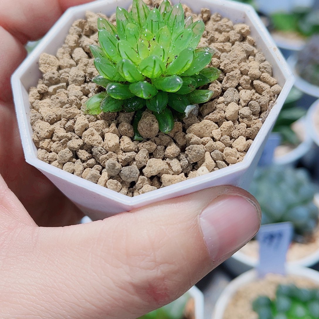 樱变变异精品十二卷