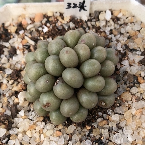 多肉肉锥 32头紫葡萄