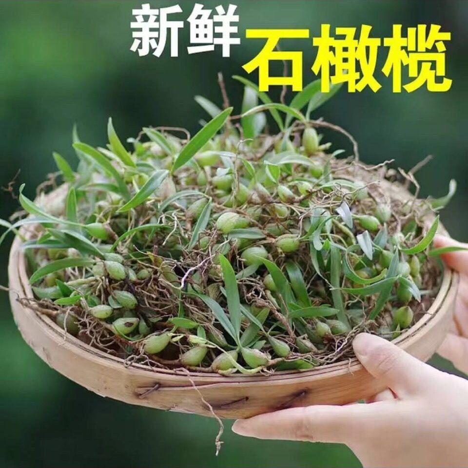 山采双叶小果石橄榄/岩珠/现采现发/雪峰青草