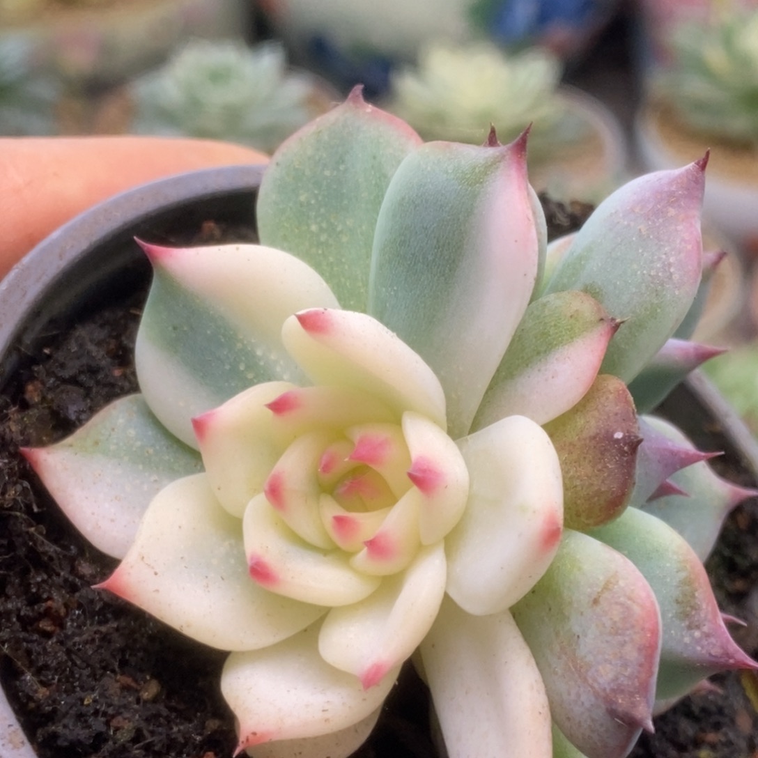 183锦锦锦锦锦锦锦锦锦