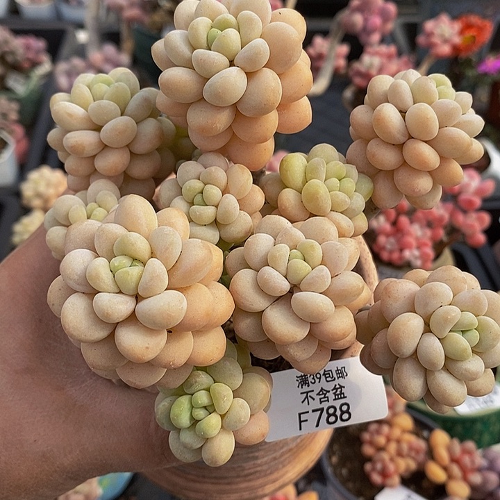 洛可可老桩11cm788多肉