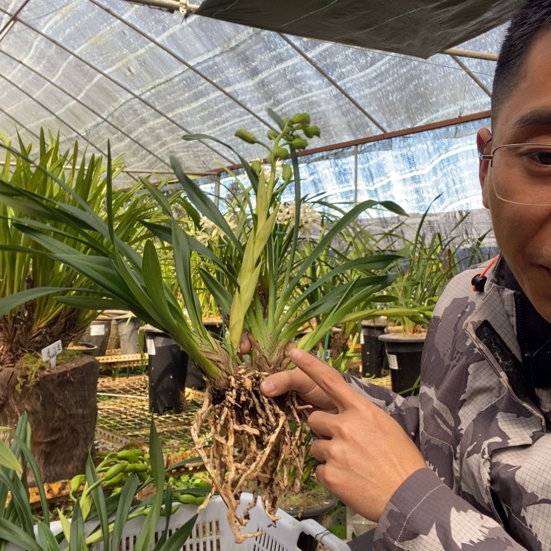 完全开放红嘴素花