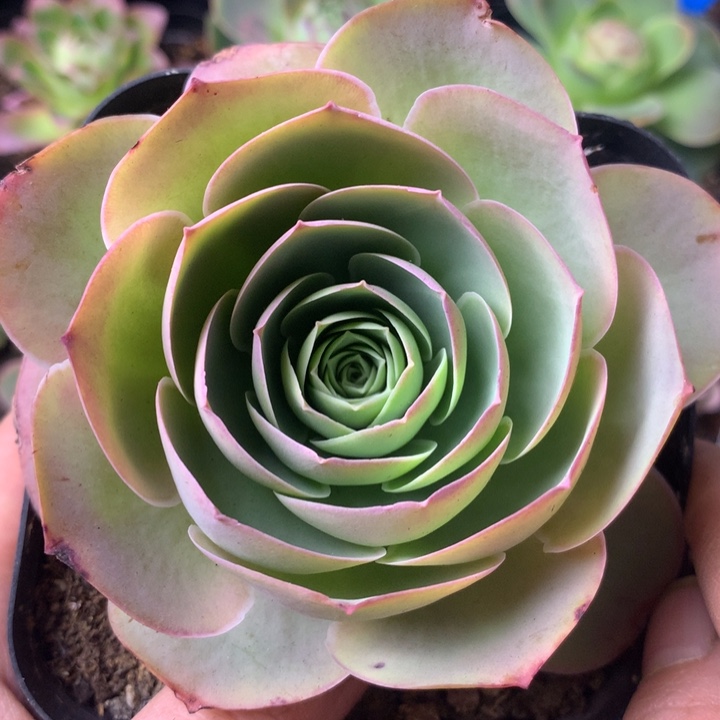 一物一拍星辰福利177