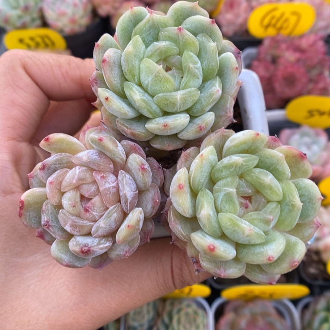 白色恋人可拍923号。   