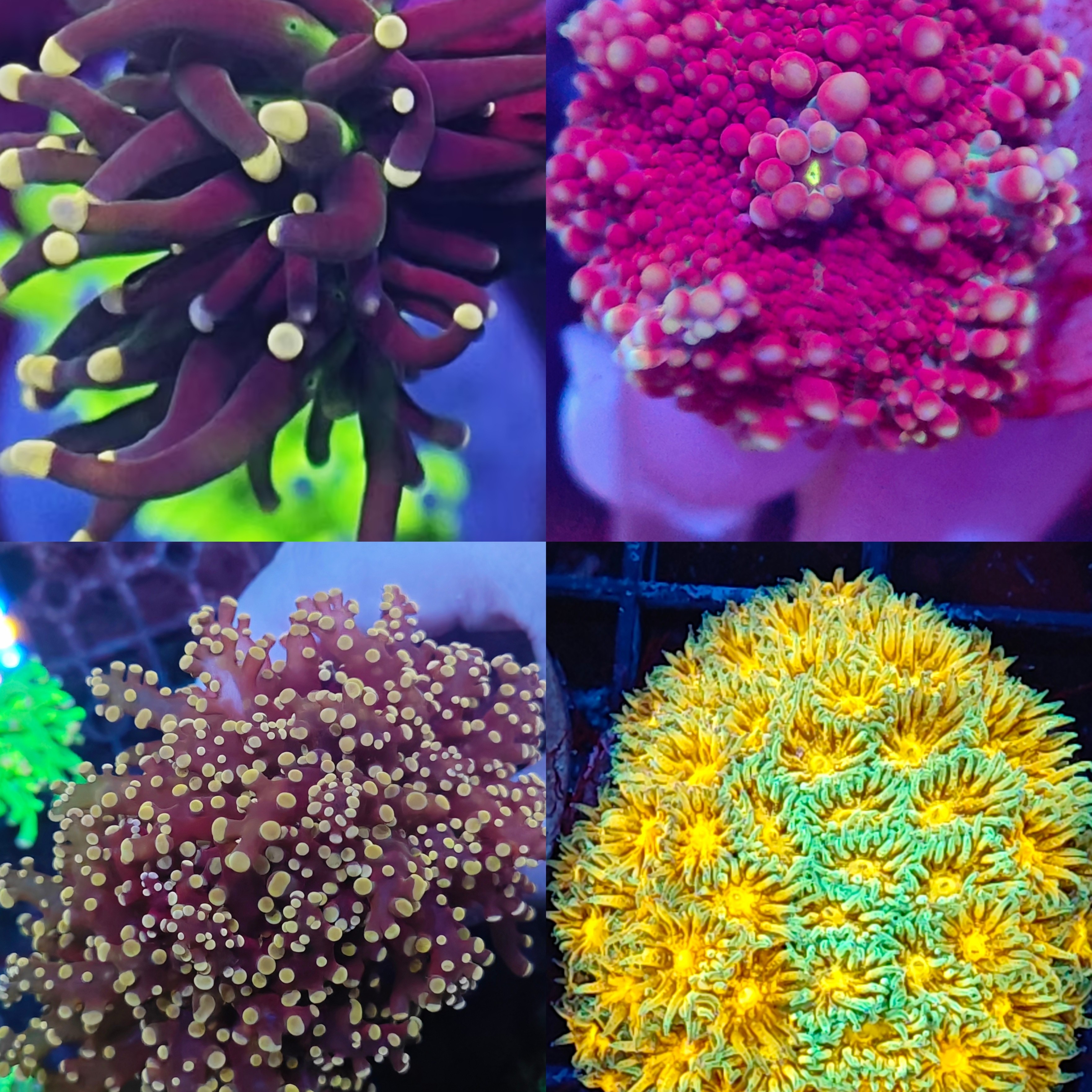 珊瑚套餐，新手可入