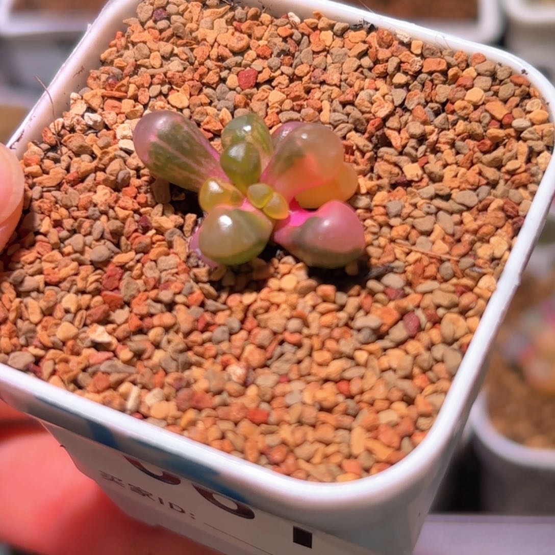 61号五十铃玉锦多肉植物锦一物一拍带盆土