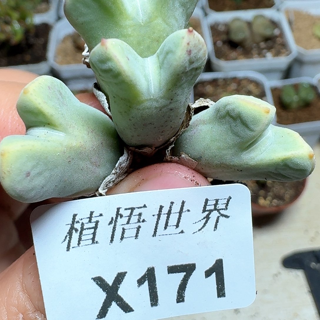 171号多肉植物哇f g g