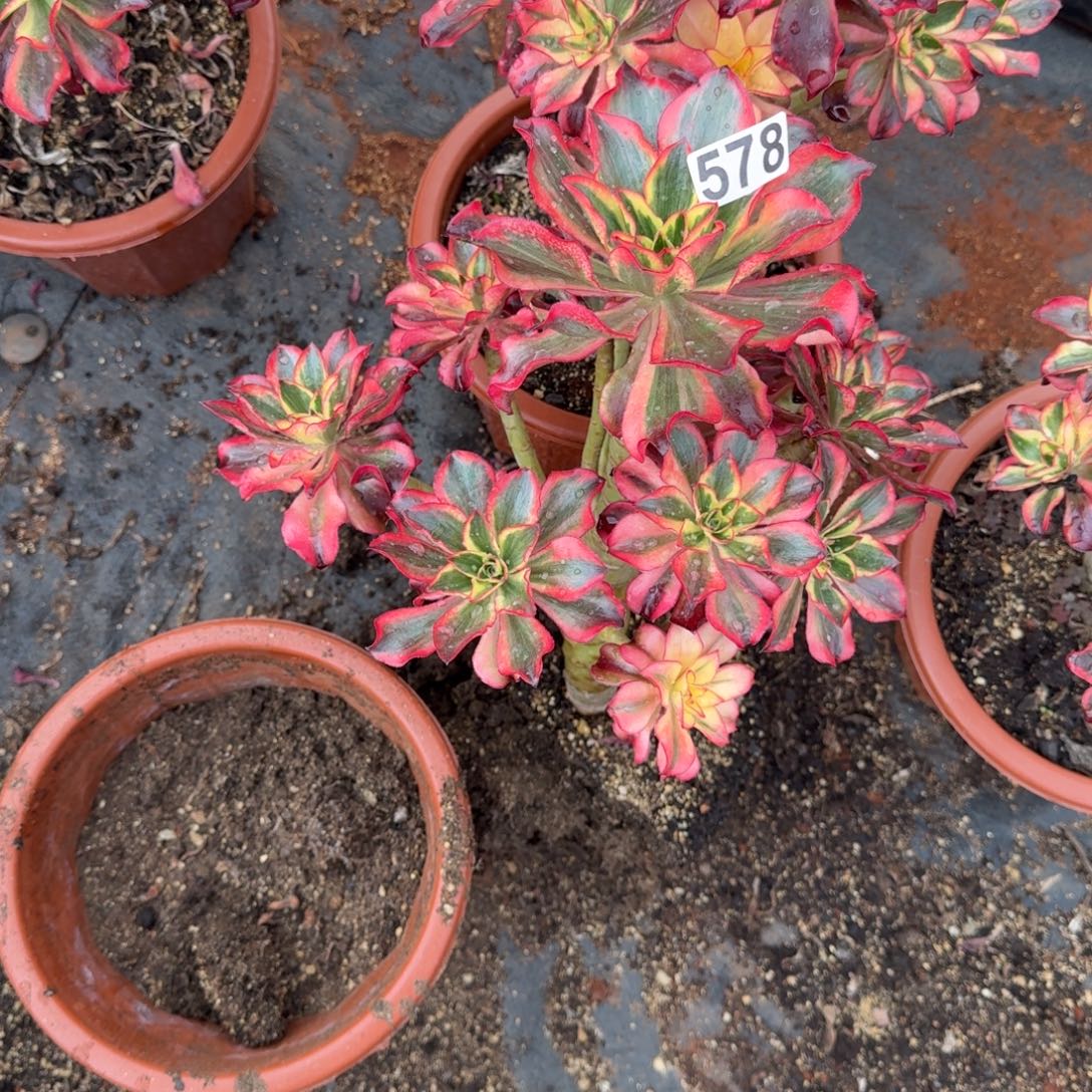 王***气578多肉植物魅影多肉