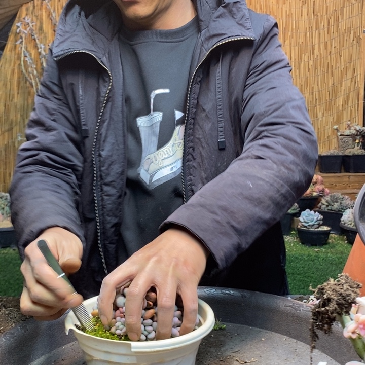 唯***e504号香香雪多肉植物