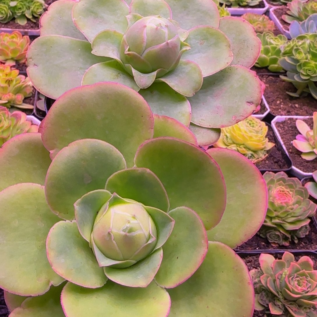 仙帕一颗13434676761343434